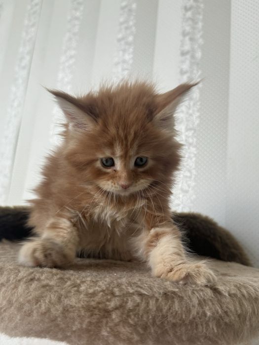 Кошенята мейн-кун