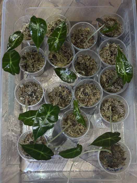 Алоказія Поллі, дітки