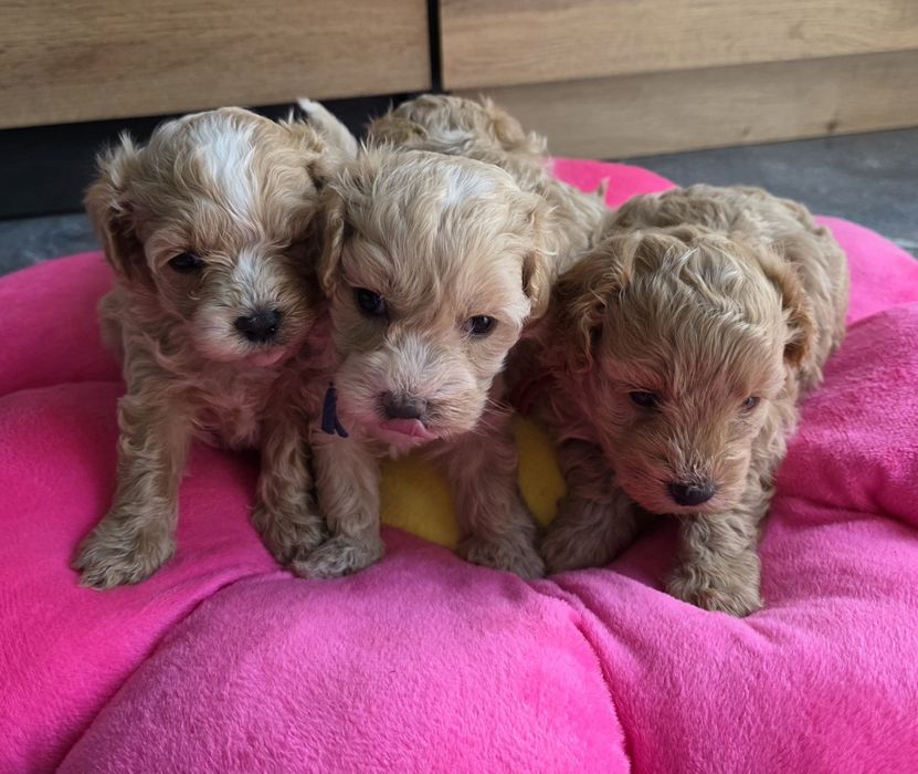 Śliczne Maltipoo F1 do rezerwacji