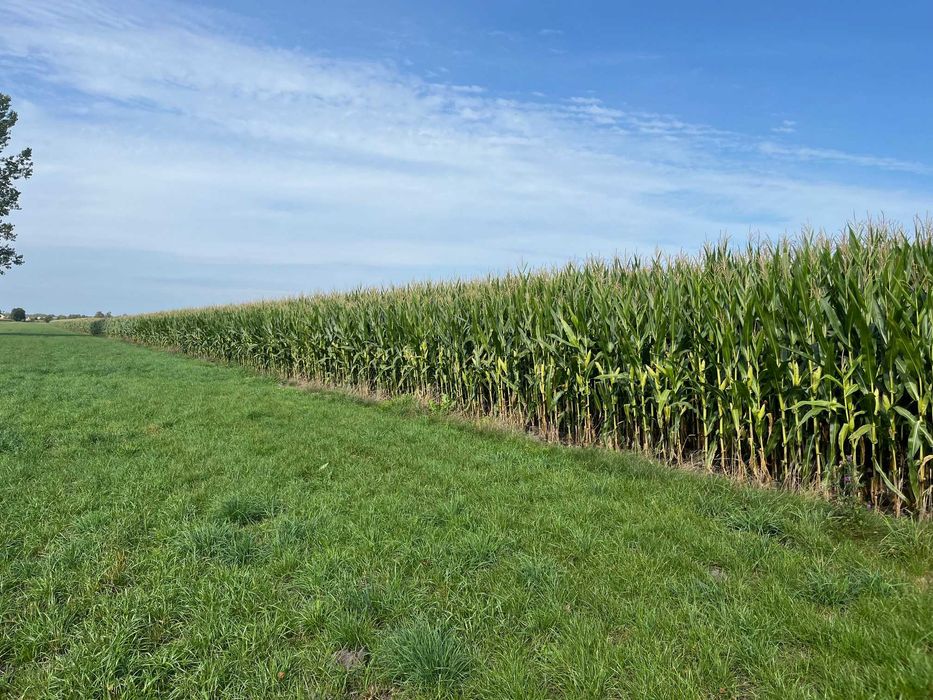 Bele kukurydzy, kukurydza w belach, kiszonka z kukurydzy