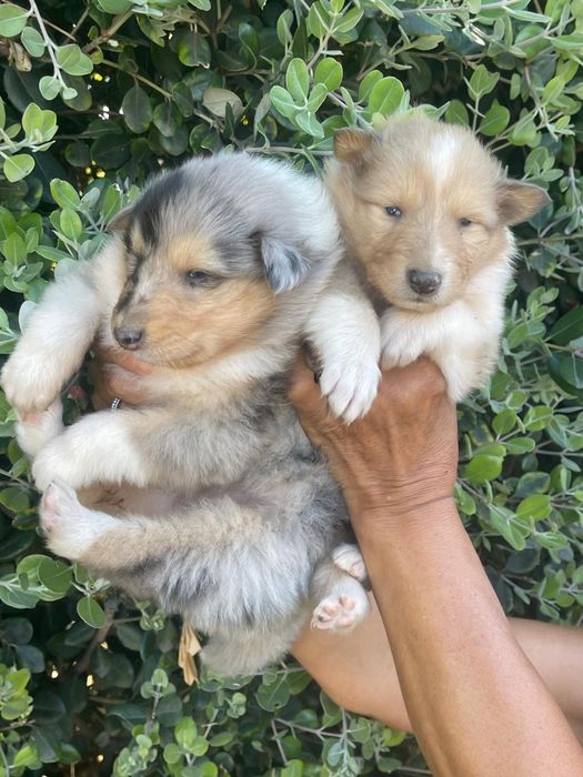 Rough collie com boas caracteristicas