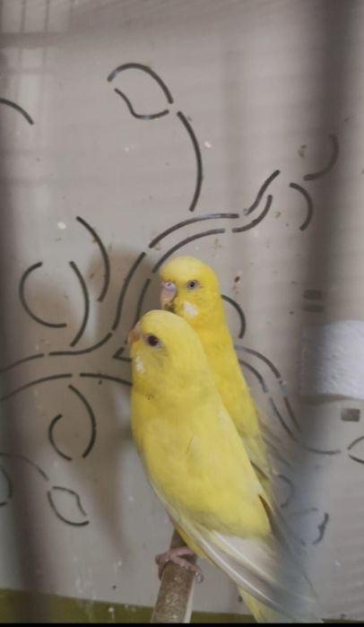 Budgie Bird pairs