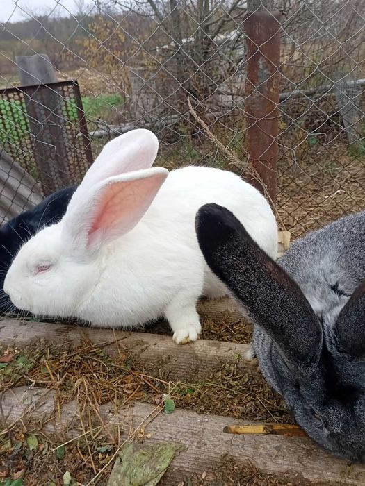 Продаю кролики Сірий Велікан і Білий Велікан і Фландер