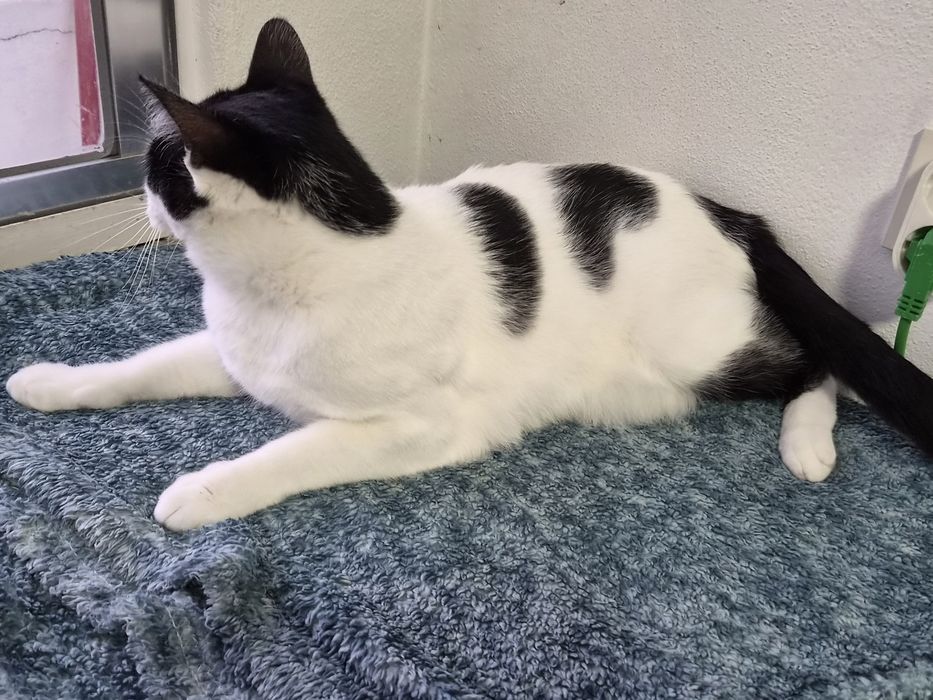 Gatinho para adoção