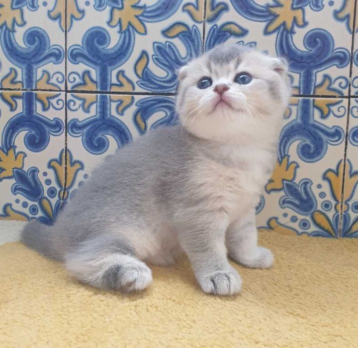Gatinho scottish fold