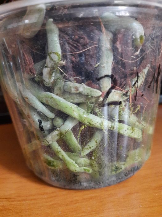 Орхидея фаленопсис PF - 5017