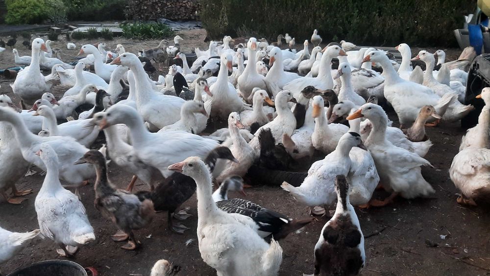 świąteczne kaczki gęsi tuszki z chowu przydomowego