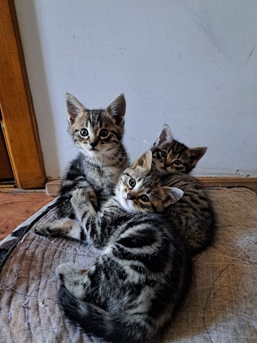 Відаю котика і кицю