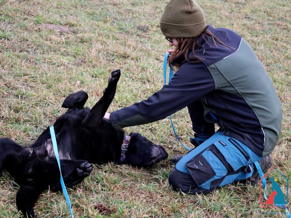 Śliczny, młody, w typie labradora - bardzo wrażliwy i serdeczny pies