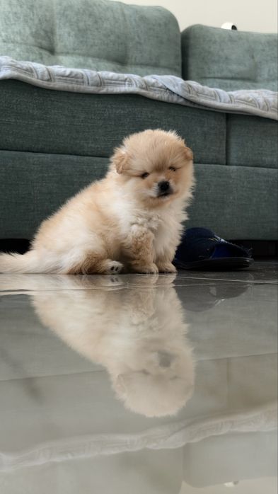 Померанский шпиц