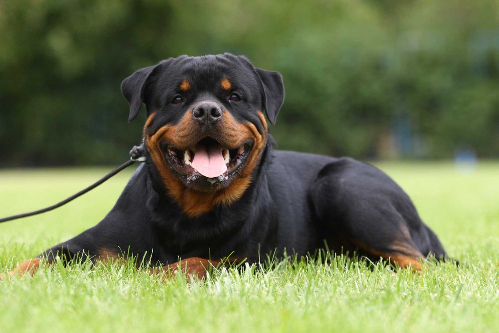 Ротвейлер Вязка предлогаем жениха