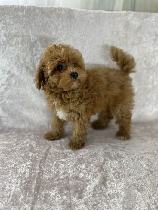 Мальтіпу Міні — готовий до переїзду!