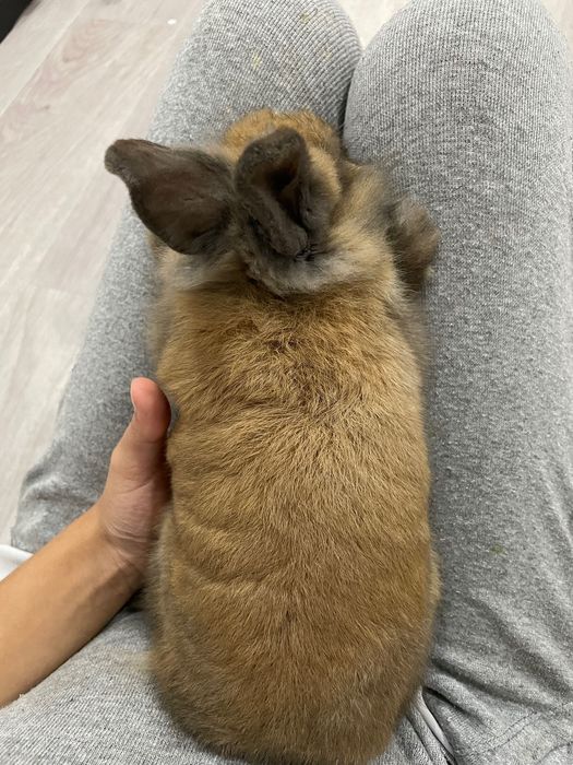 Coelho da raça mini toy