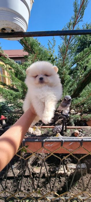 Мальчик Померанский шпиц)
