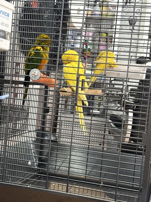 Ringneck amarelo um femia um macho