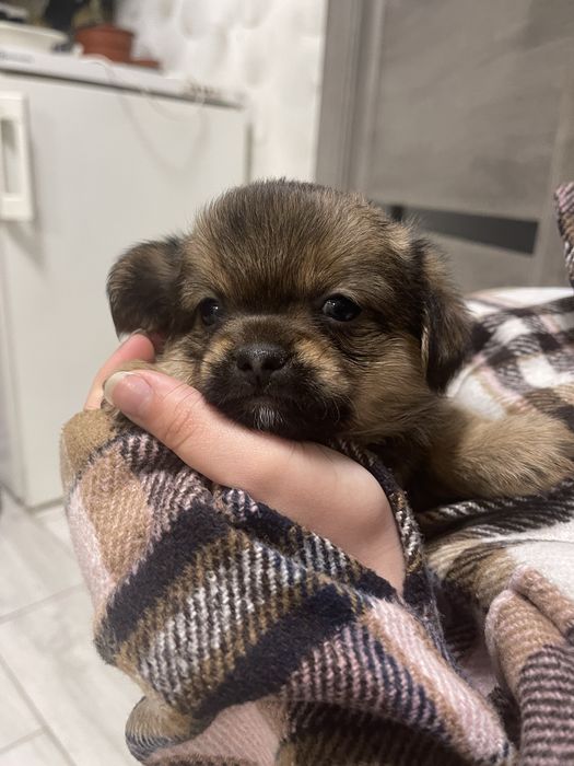 Собачки у добрі руки