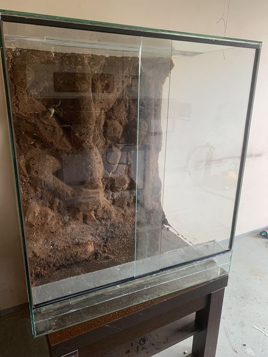 Terrarium szklane ze ścianką gekon kameleon
