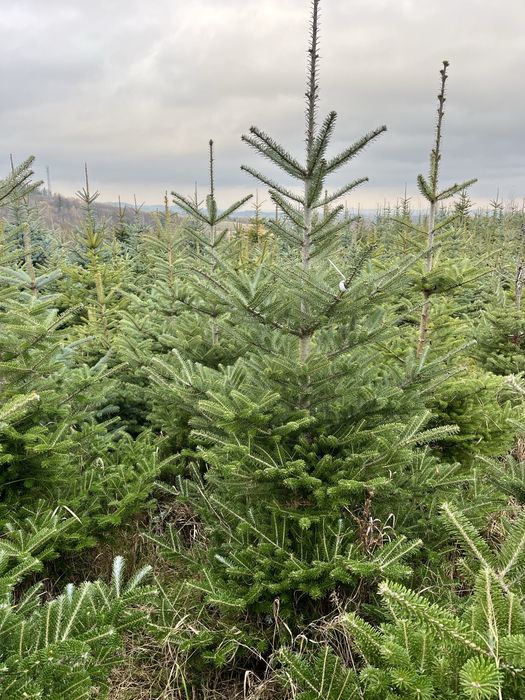 Choinka  żywa z własnej plantacji.