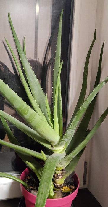 Великий кущь 5 річний Алое Вера