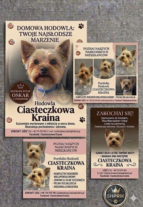 Reproduktor Yorkshire Terrier Krycie 2,5kg Dojazd do Klienta Łódź