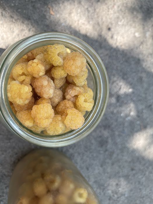 Продам жовту малину ,дуже смачна