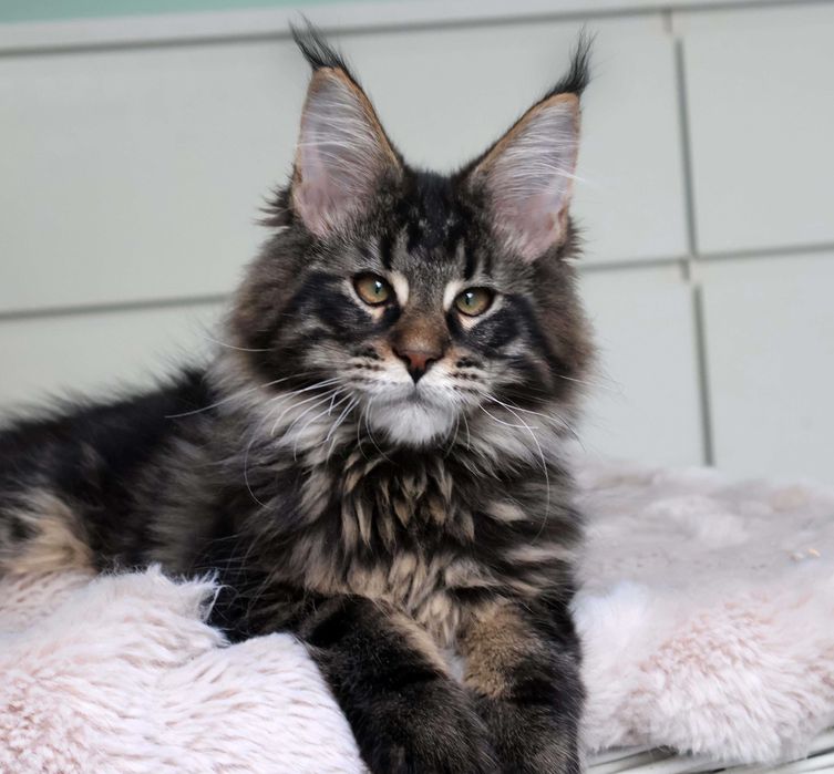 Kocurek Maine coon