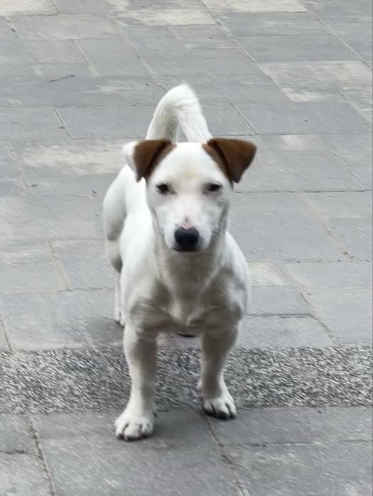 Jack Russell  Terrier suczka malutka  Jack Rusel Terier