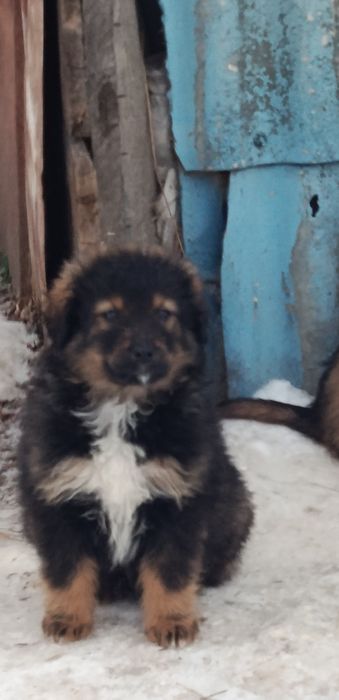 Отдам щенка в хорошие руки!