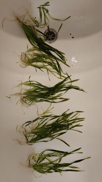 Valisneria torta