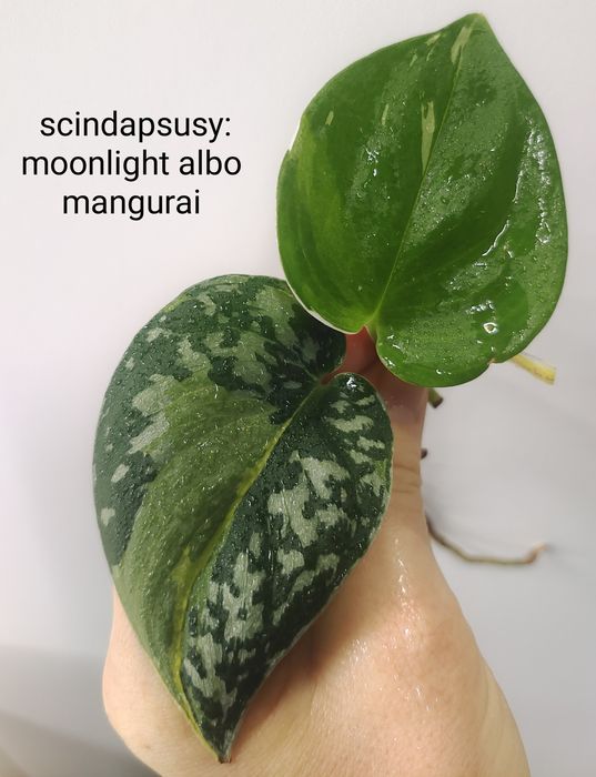 Zestaw mangurai i moonlight albo