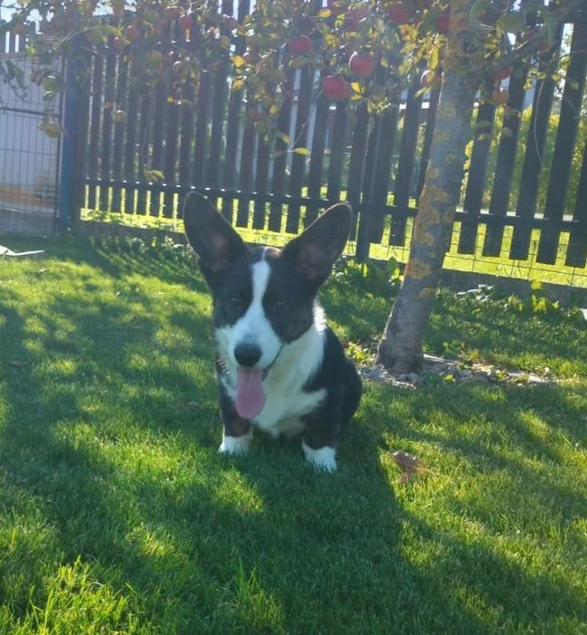 Welsh Corgi Cardigan FCI