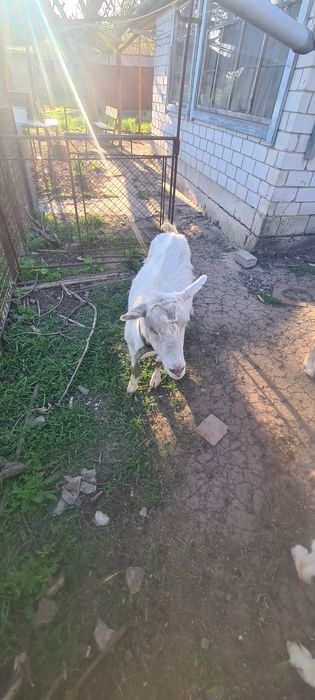 Дойні кози Зааненські