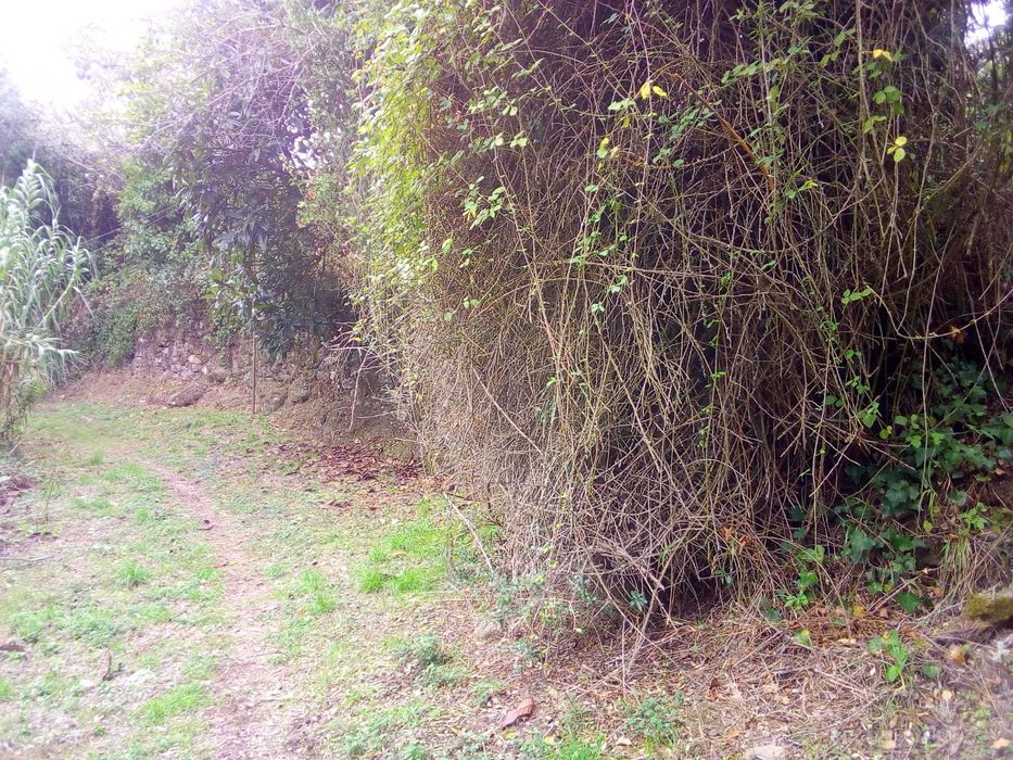 Limpeza de terrenos/outros