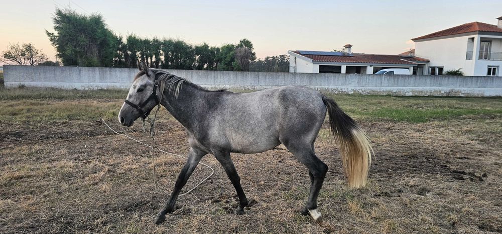 Poldro cruzado 18meses