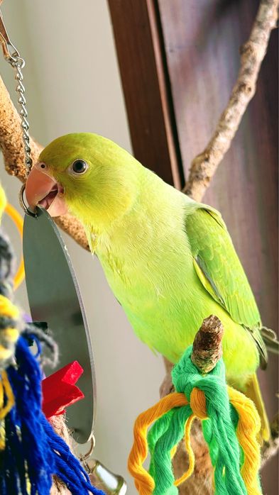 Vendo Ring neck fêmea de 3 meses domesticada