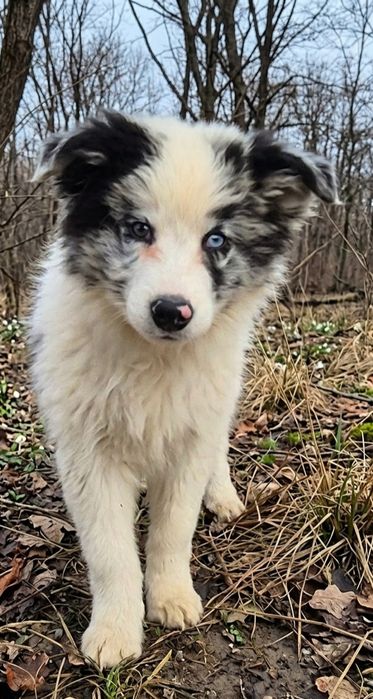 Border collie piesek gotowy do odbioru