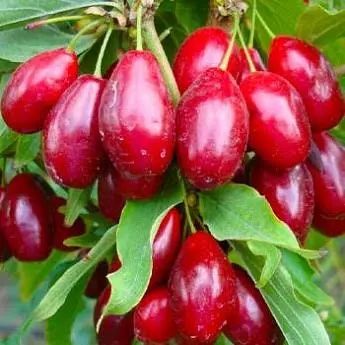 Саджанці Дерену (кизилу)