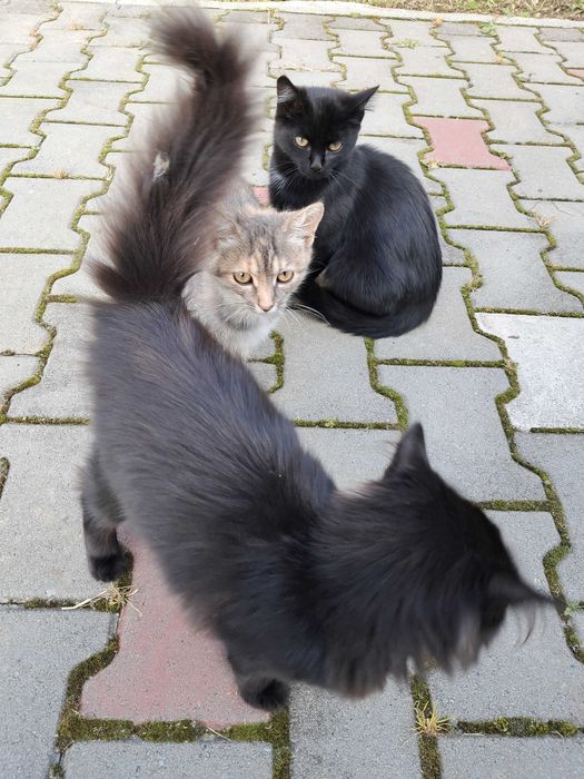 Віддам гарних кошенят в добрі руки