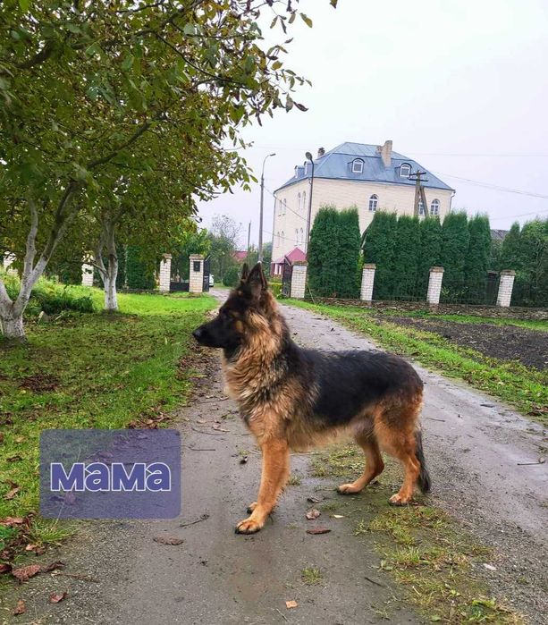 Малята шукають люблячих та відповідальних господарів