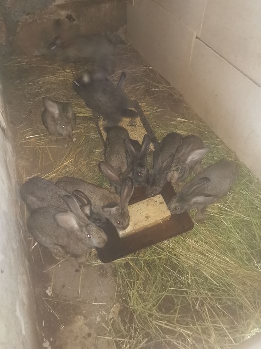 Продам кроленята