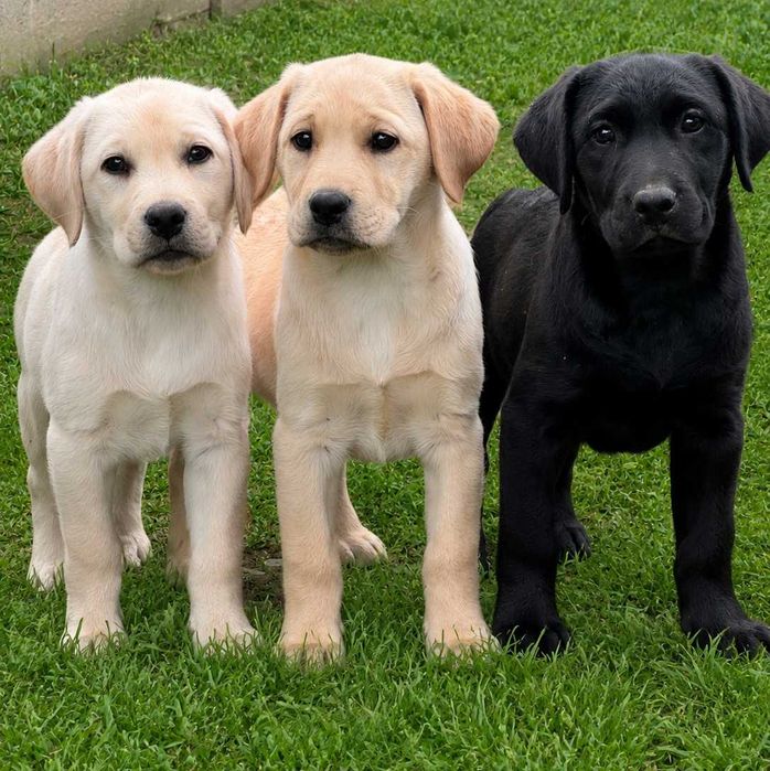 Labrador FCI - szukasz wiernego przyjaciela na długie lata ? Nasze urocze szczeniaki są gotowe i czekają na swoich nowych opiekunów