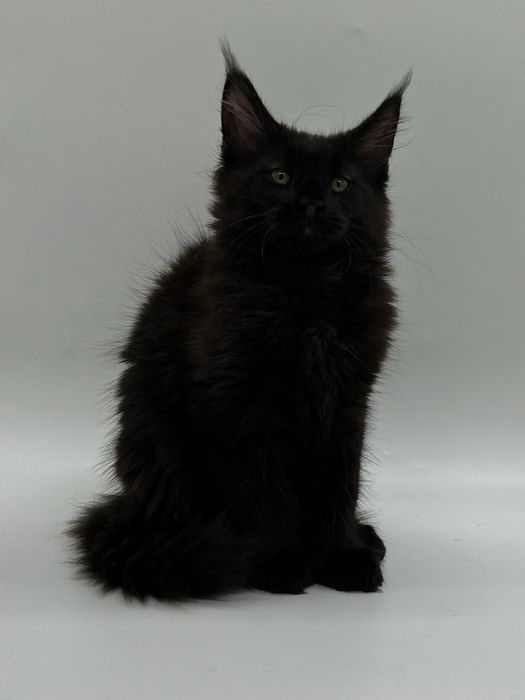 Мейн кун мальчик с документами