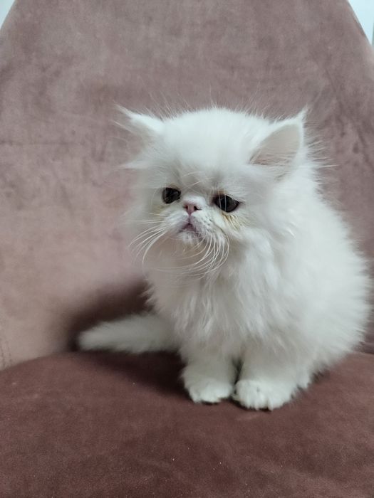 Kocurek perski, kot perski