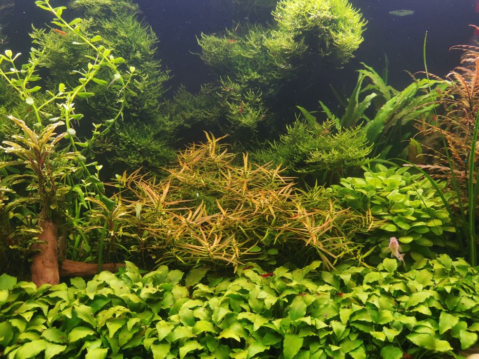 Akwarium opti white  200l 100 x 40 x 50