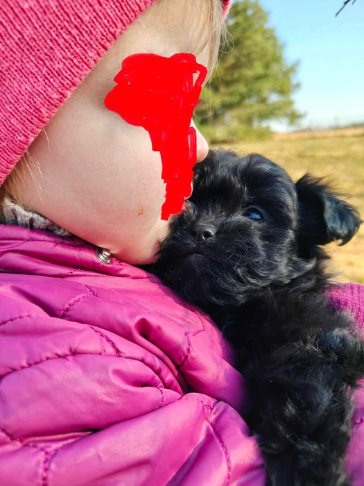 shihpoo szczeniak XXS dla osób poszukujących