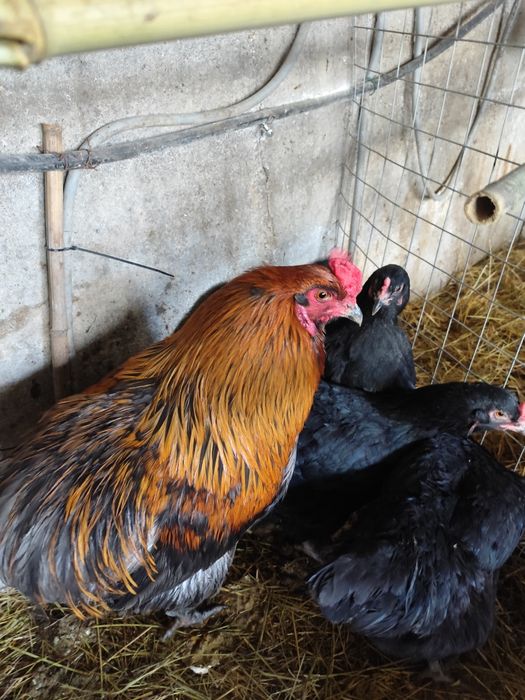 Ovos férteis Oliverejer e legorne