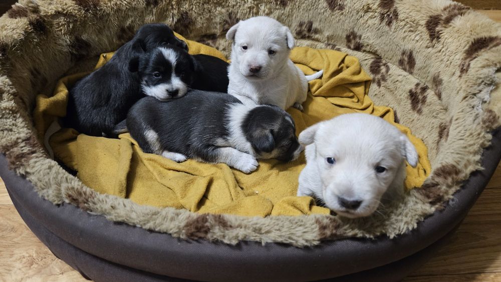 Szczeniaki szukają domu - Domku poszukuje tylko czarna suczka