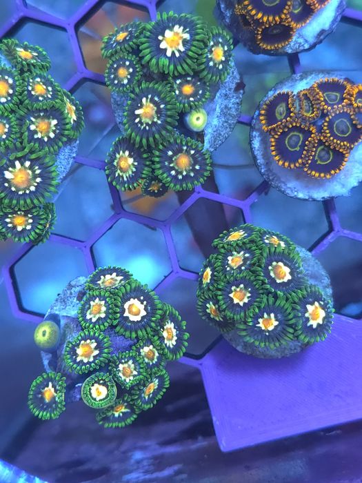 Corais agua salgada frags de zoas