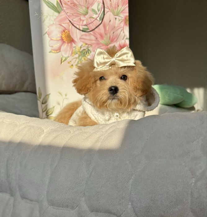 Чарівна дівчинка мальтіпу f -1