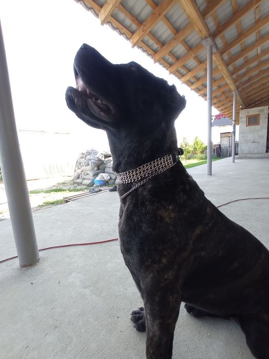 Нашийник для собак